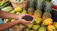 Essential COSTA RICA Brings Costa Rican Agricultural Products To Millions Of European Consumers